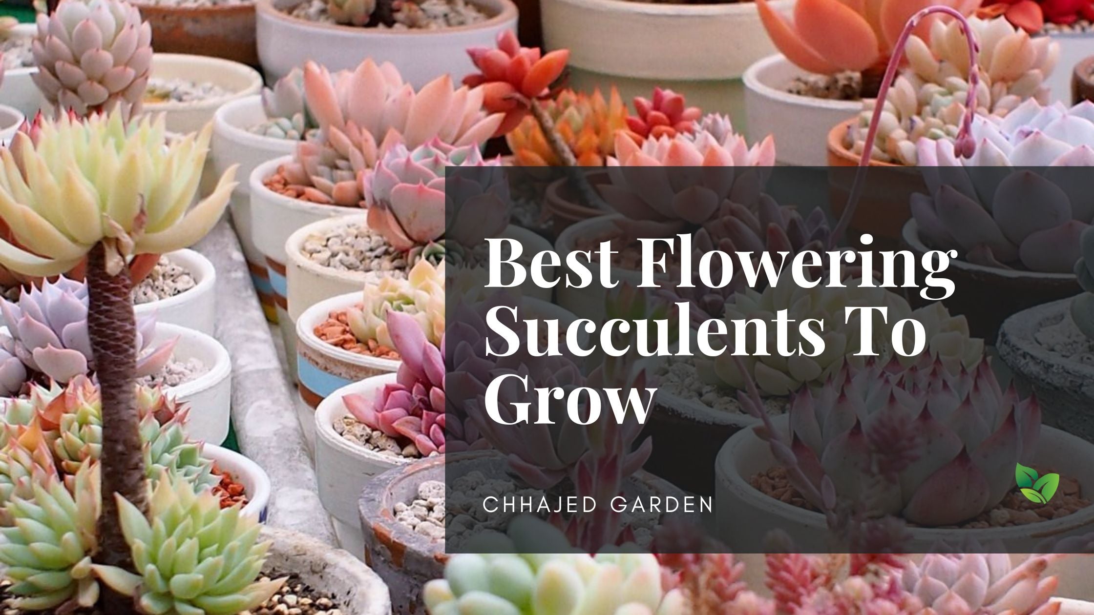 Best Easy Flowering Succulents - Most Beautiful Succulents