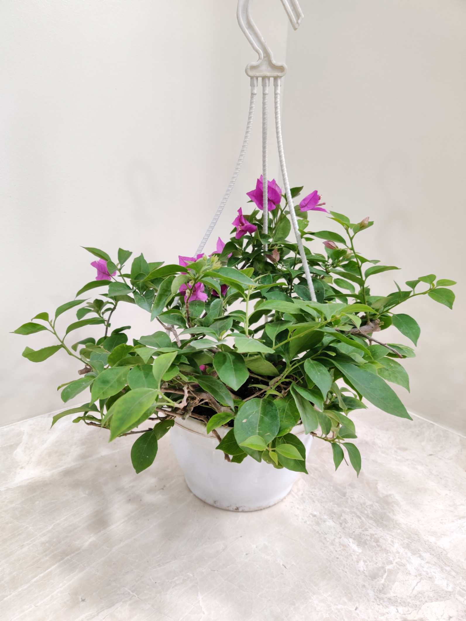 English Ivy Variegated In Hanging Planter