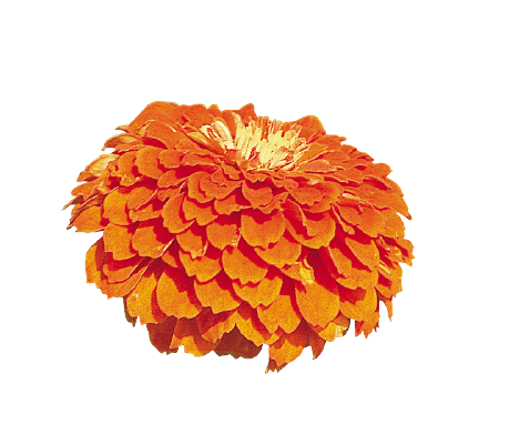 Zinnia Double Benary's Giant Orange Flower Seeds