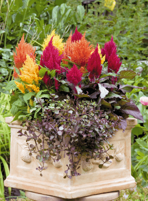 Celosia Plumosa Fashion Look Mix Flower Seeds