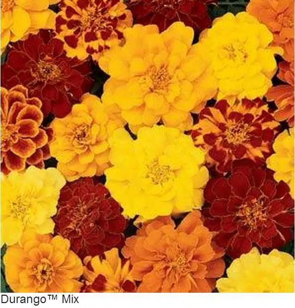 Marigold French Durango Mix Flower Seeds – ChhajedGarden.com