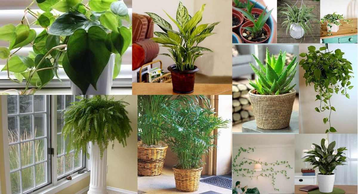 Top 10 House Plants – ChhajedGarden.com