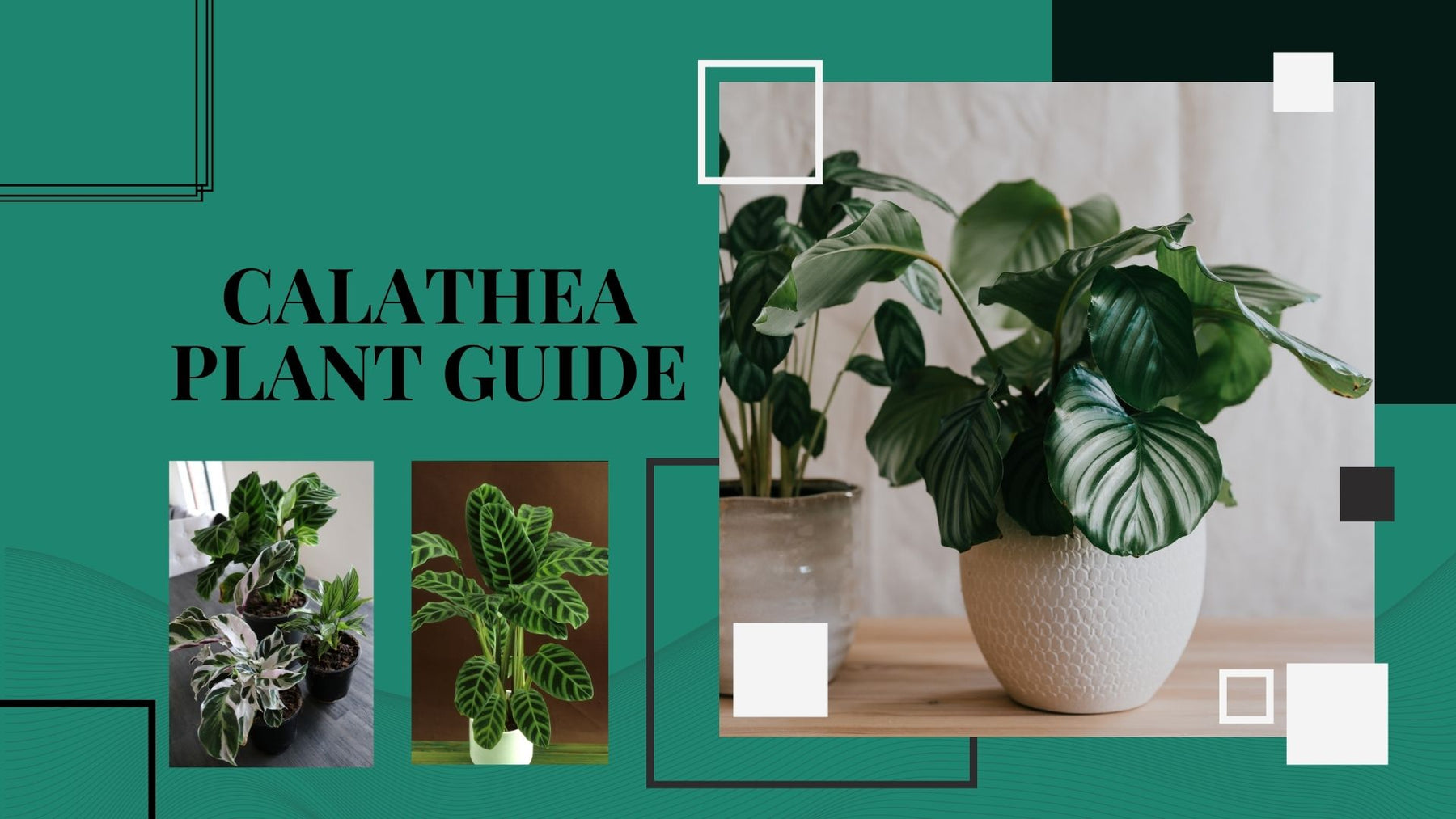 Calathea Plant Guide