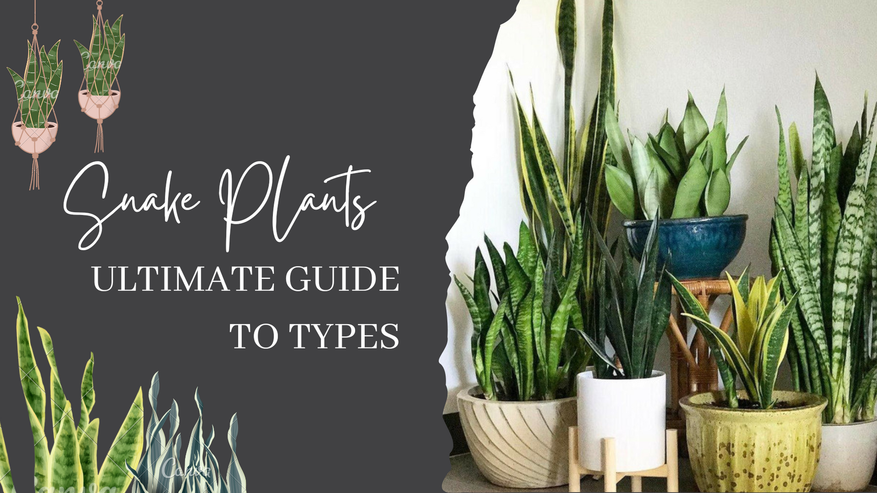 15 Types of Snake Plants to Beautify Your Indoor Garden