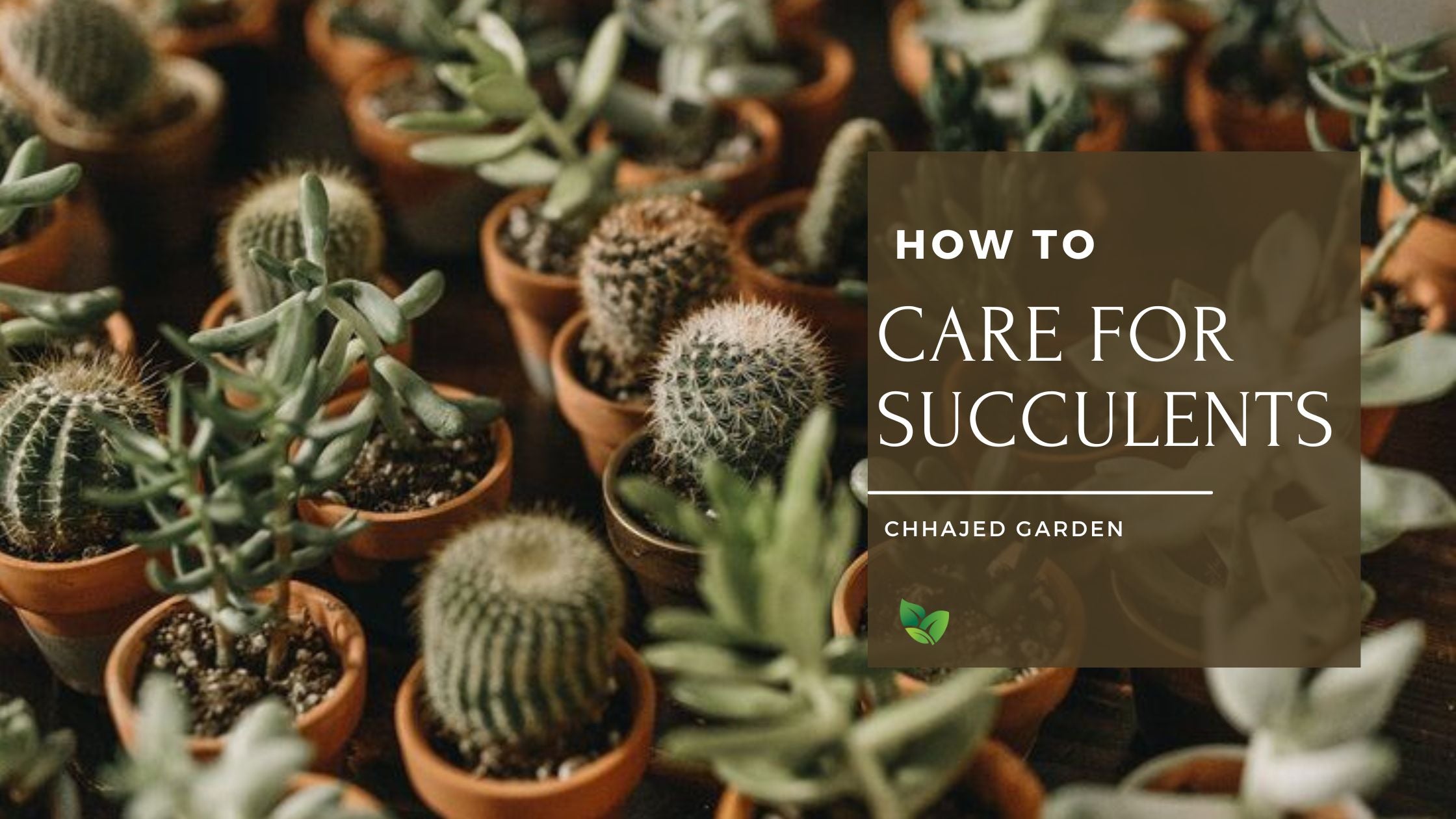 How To Care For Succulent Plants (Beginner's Guide) – ChhajedGarden.com