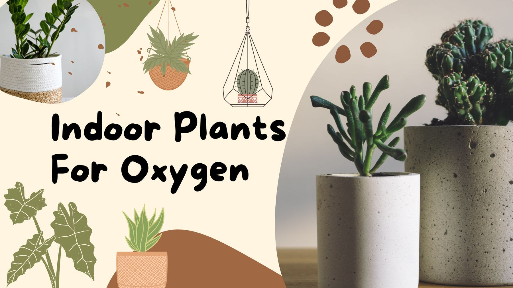 Indoor Plants for Oxygen:  Top 10 NASA Recommended Plants to Improve Air Quality