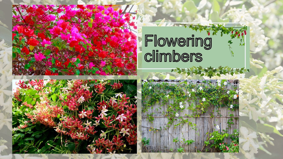 Top 13 flowering climbers for an Indian garden – ChhajedGarden.com