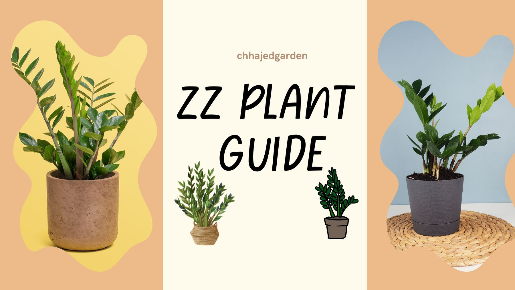 ZZ( Zamioculcas Zamiifolia) Plant Guide