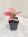 aglaonema-magical-gal-pink