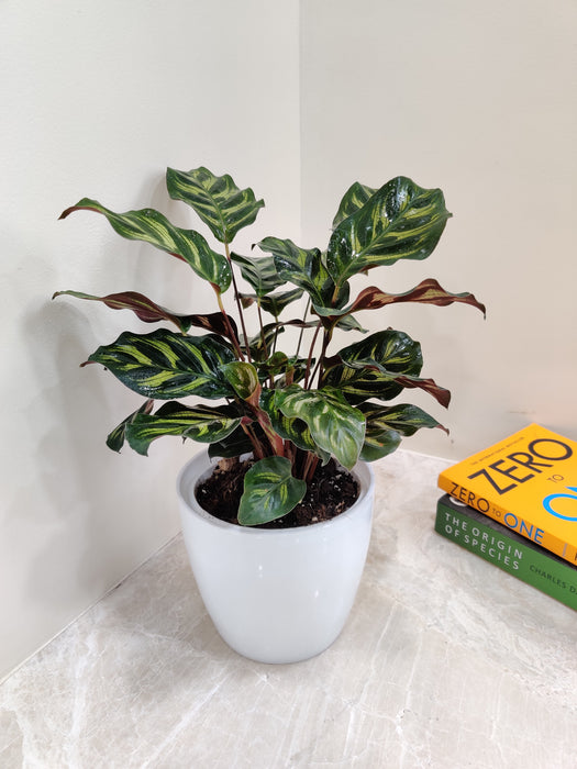 Air purifying Calathea Makoyana for indoor environments