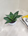 Snake Plant in a sleek white plastic pot