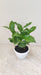 coffee-plant-indoor-for-home-decor