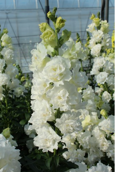 Antirrhinum Legend Double Type White Flower seeds