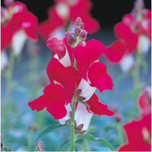 Antirrhinum Palette  Purple & White Flower Seeds