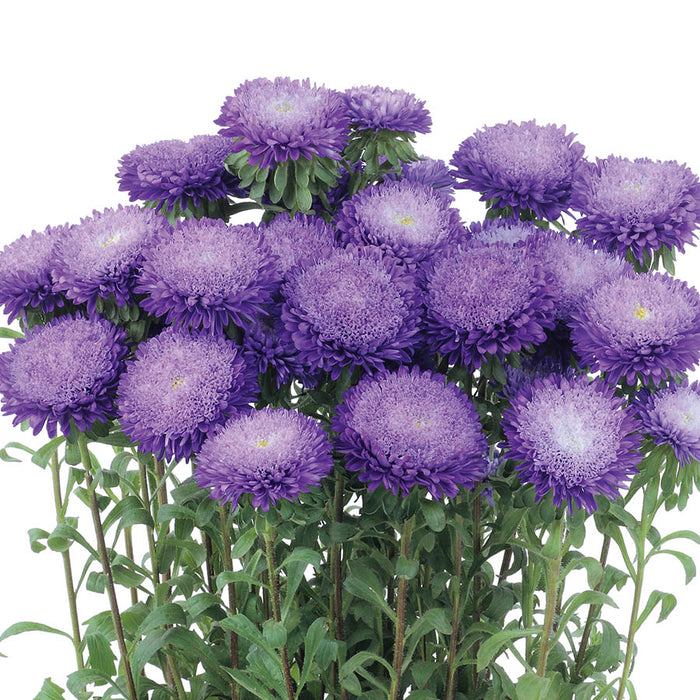 Aster Azumi Blue Flower Seeds