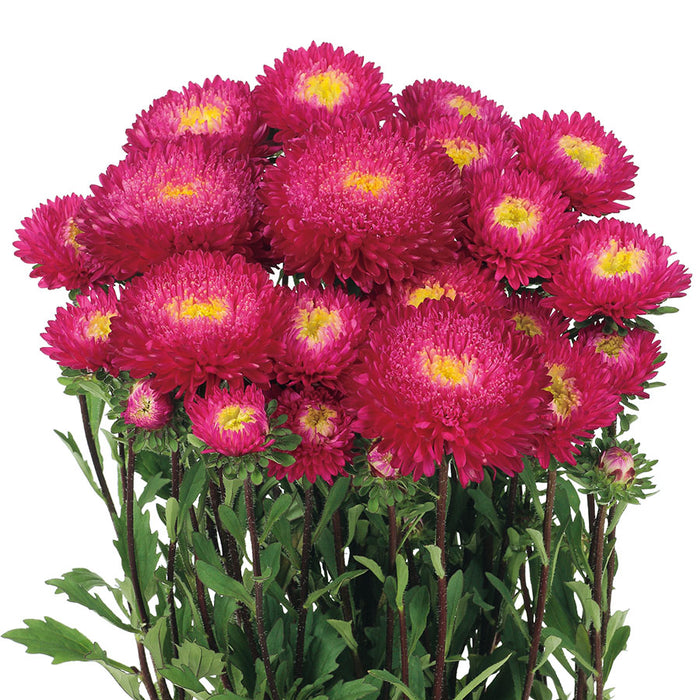 Aster Azumi Rose Flower Seeds