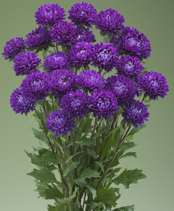 Aster Optimo Alpha Deep Purple Flower seeds