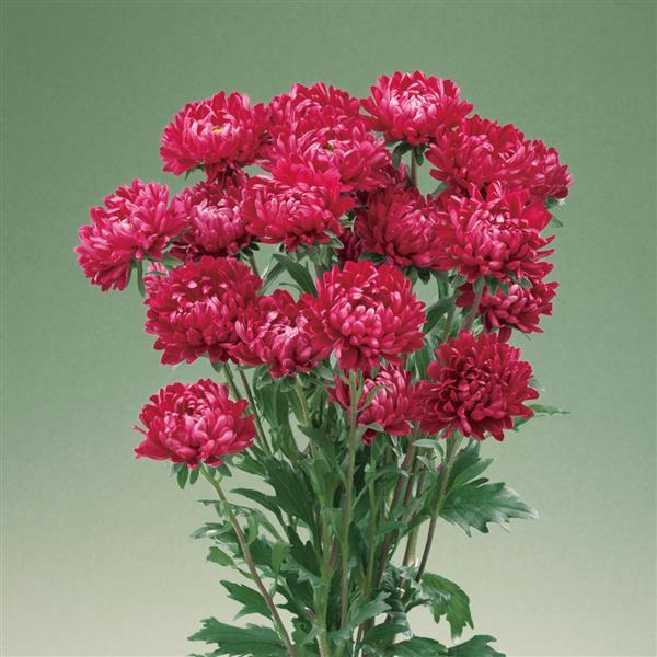 Aster Optimo Alpha Red Flower seeds