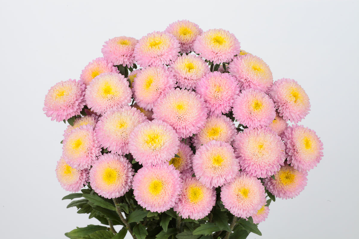 Aster Bonita Pink Flower Seeds | By Online India – ChhajedGarden.com