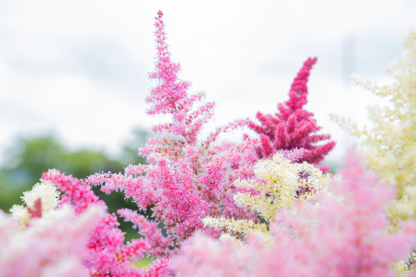 Astilbe Rhapsody Flower Seeds