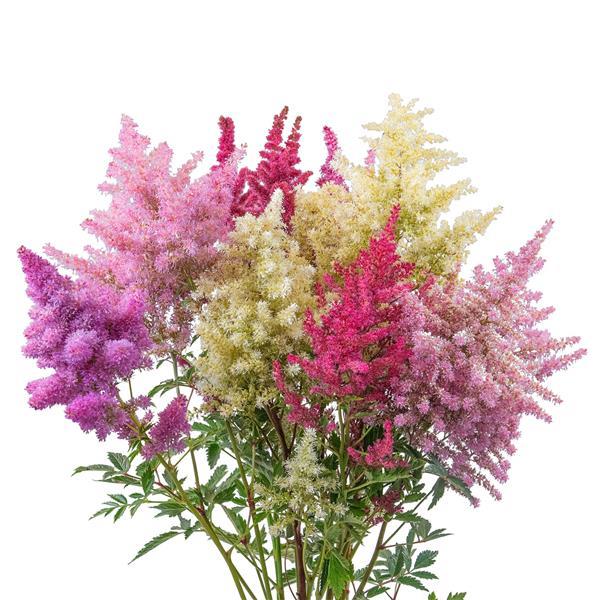 Astilbe Rhapsody Flower Seeds