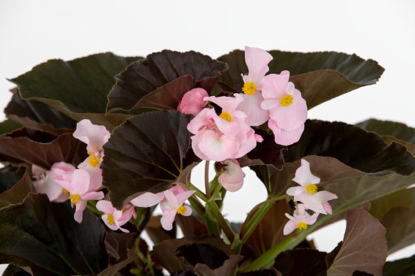 Begonia interspecific Stonehedge Light Pink Bronze Leaf Flower Seeds