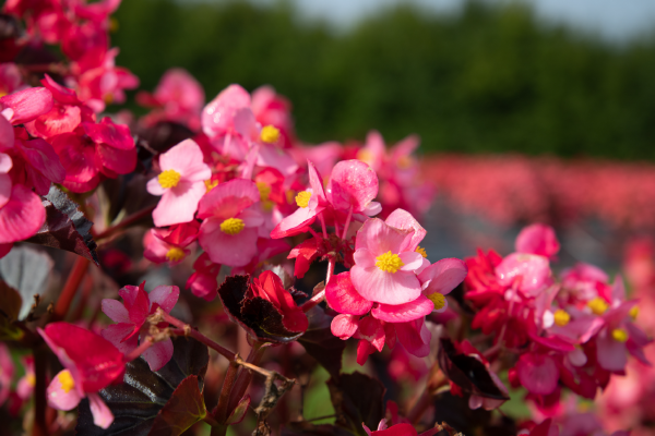 Begonia interspecific Stonehedge Rose Bronze Leaf Flower Seeds