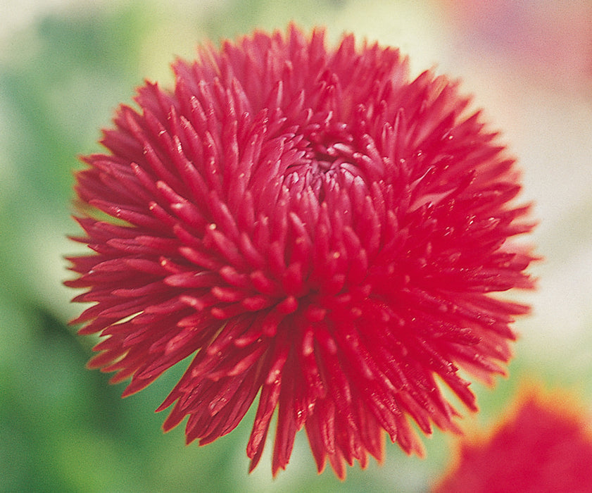 Bellis Roggli Red Flower Seeds