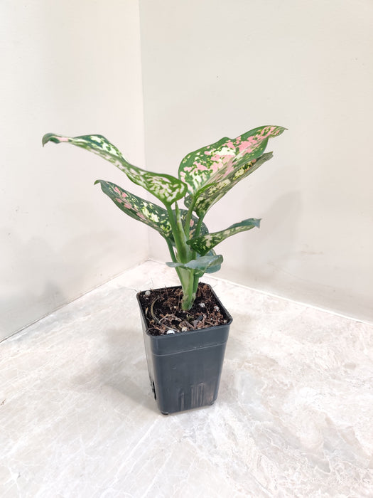 Aglaonema Tricolor indoor plant with colorful leaves