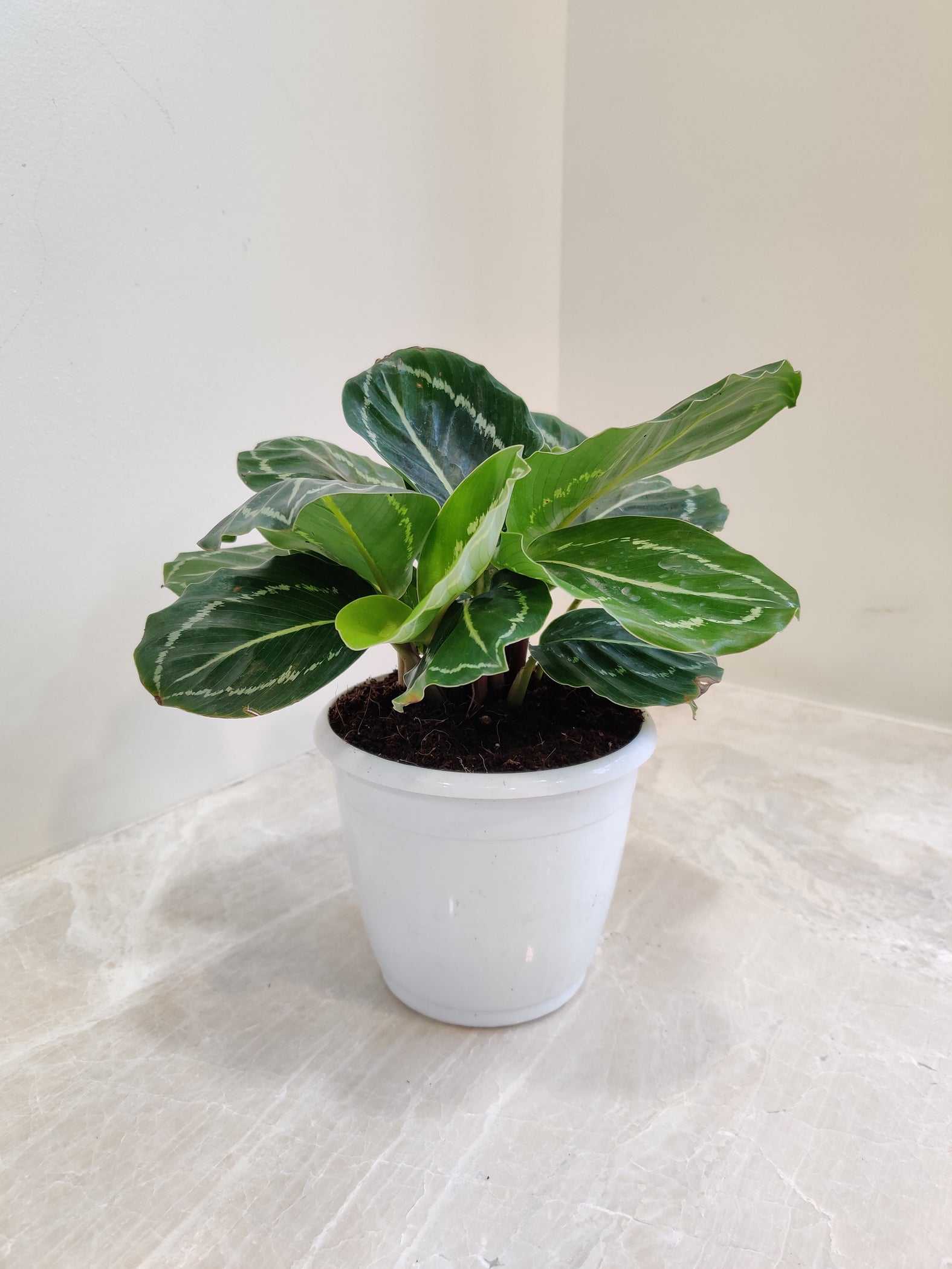 Buy Calathea Green Lipstick Plant Online India at Low Price ...