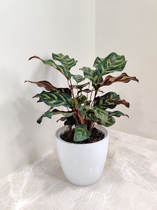 Calathea Makoyana plant in a white plastic pot for office