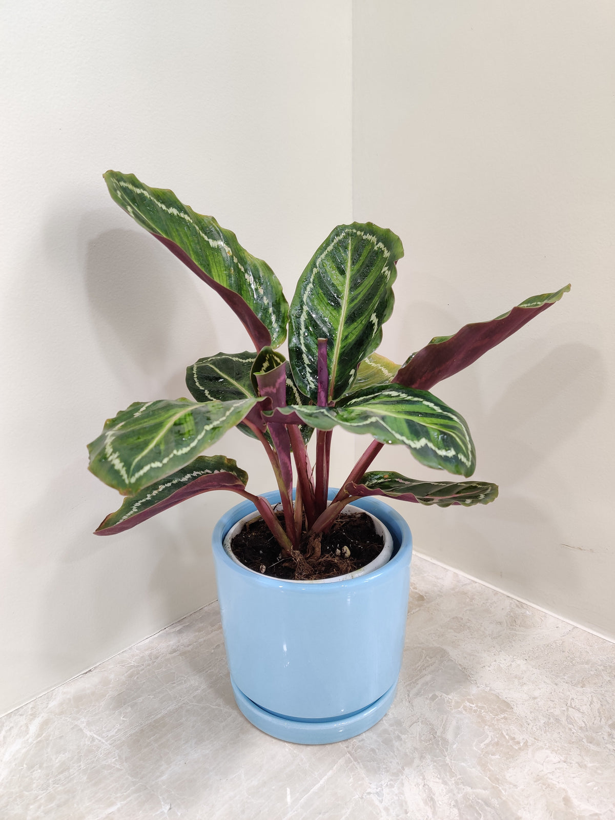 Buy Calathea Medallion Plant - Perfect Corporate Gift – ChhajedGarden.com