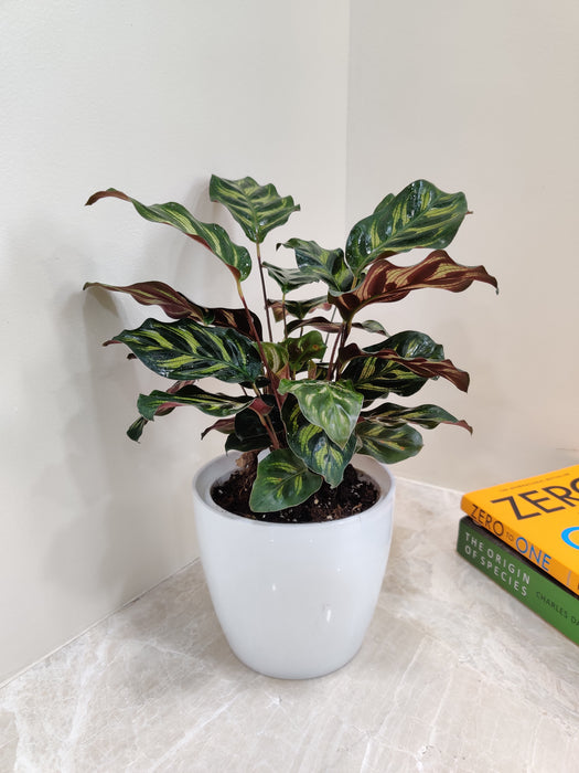 Graceful Calathea Makoyana for home and office decor