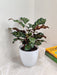 Graceful Calathea Makoyana for home and office decor