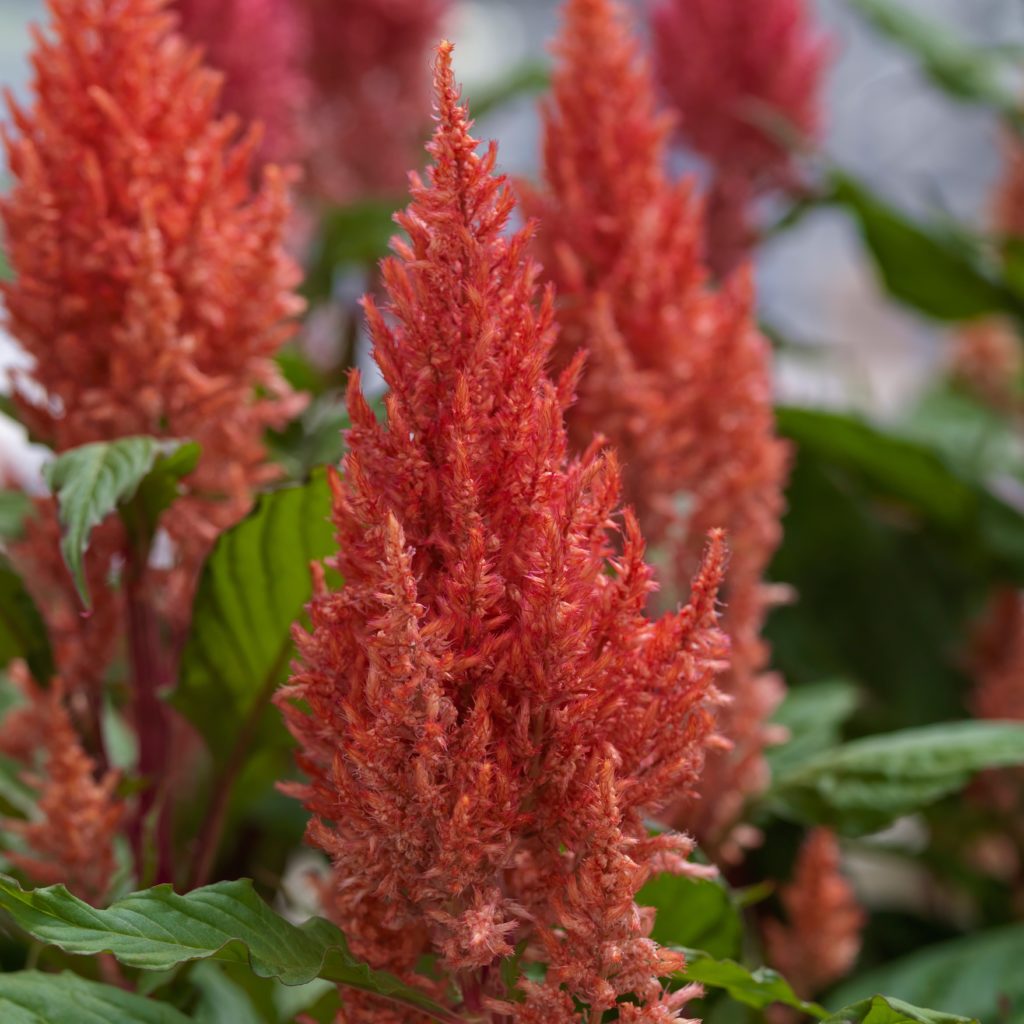 Celosia