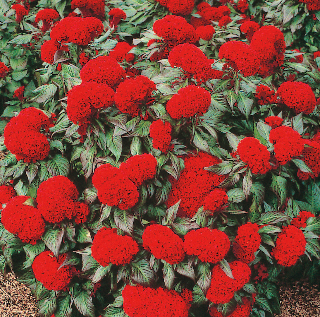 Celosia Plumosa Prestige Scarlet Flower Seeds – ChhajedGarden.com