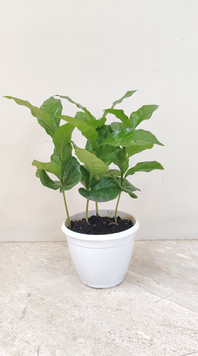 low-maintenance-coffea-arabica-plant