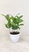 low-maintenance-coffea-arabica-plant