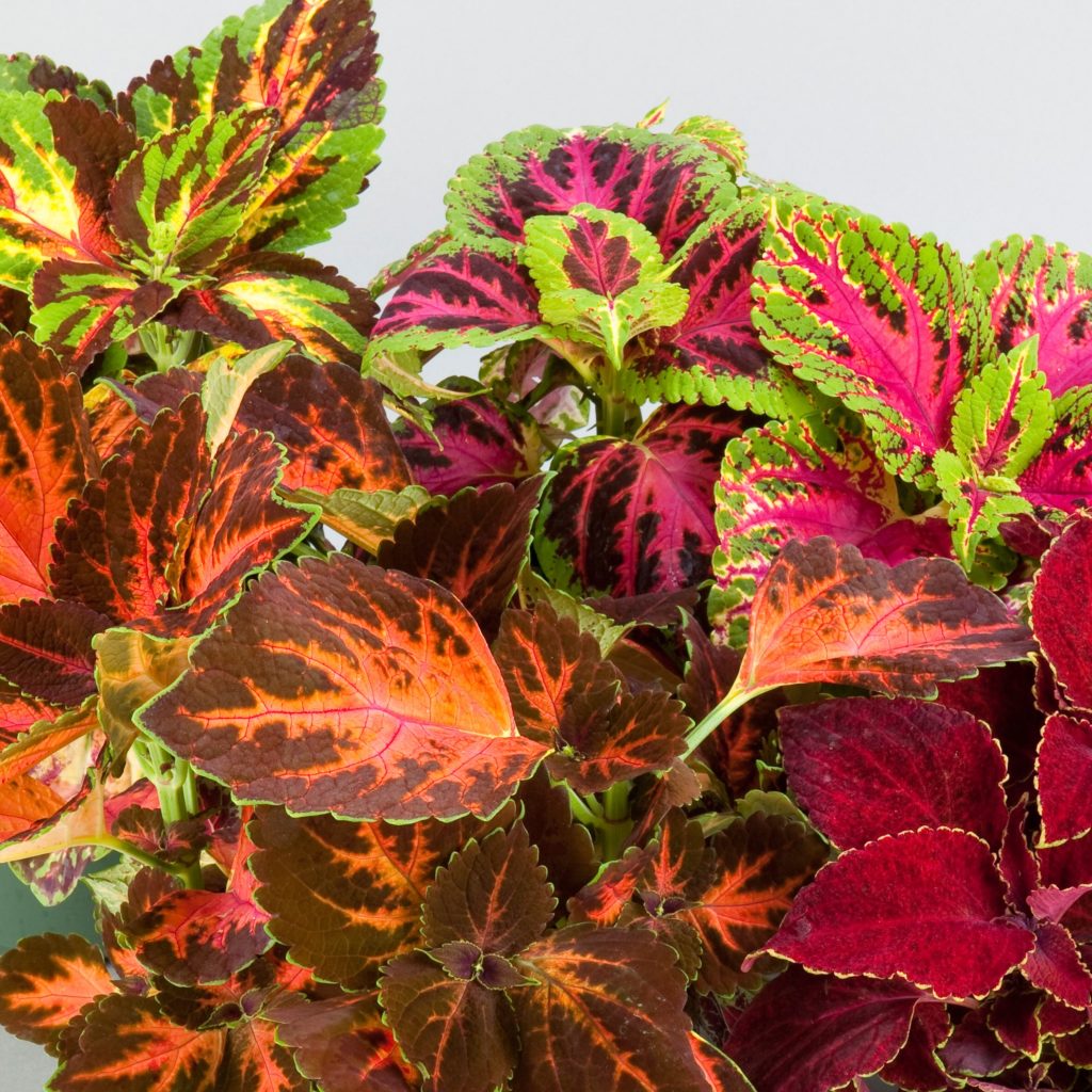 Coleus