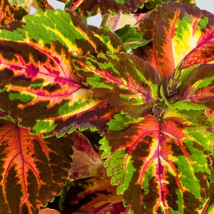 Coleus Superfine Rainbow Multicolor Flower Seeds