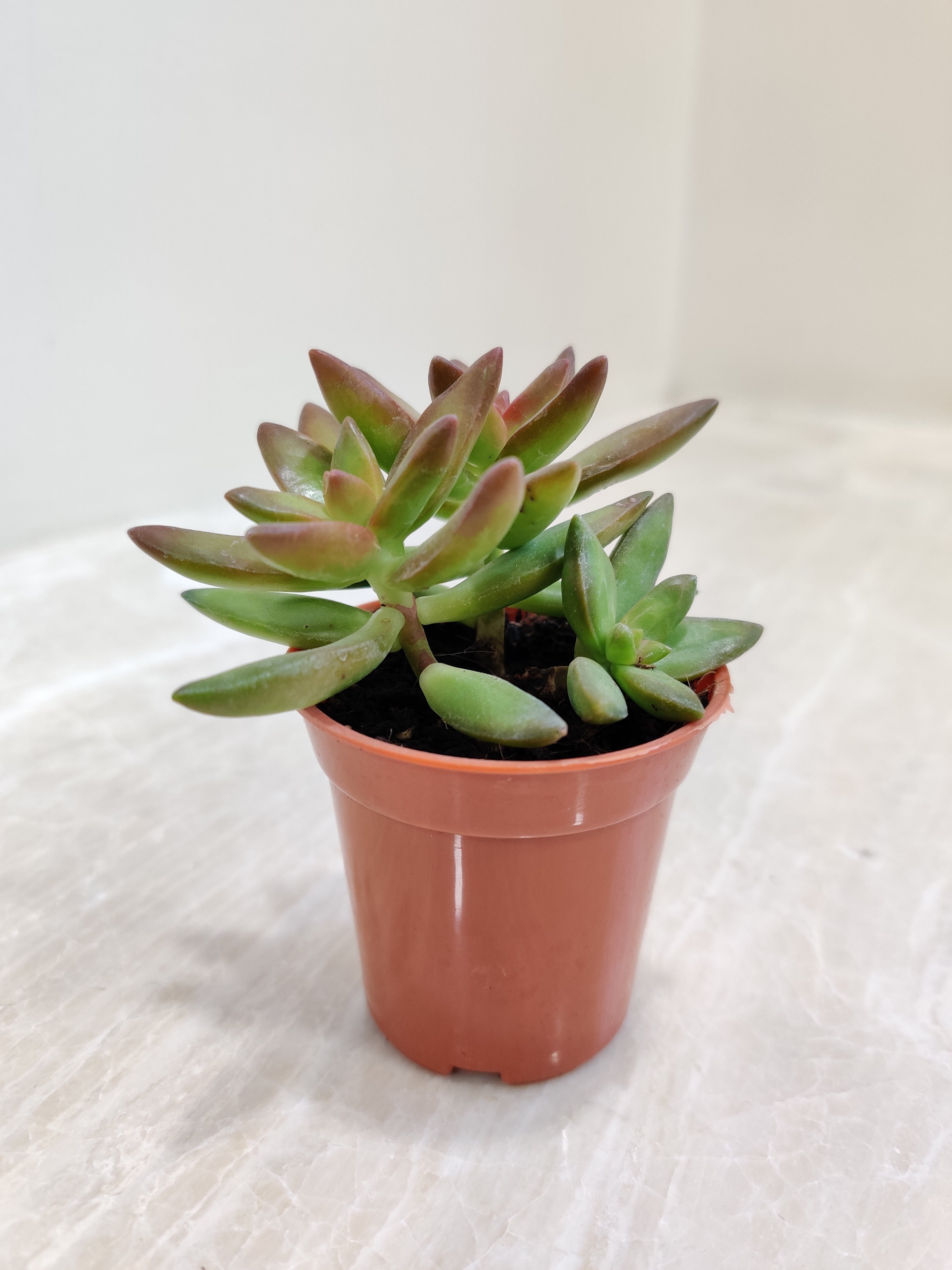 Sedum 'Firestorm' Plant - Bright Indoor Succulent – ChhajedGarden.com