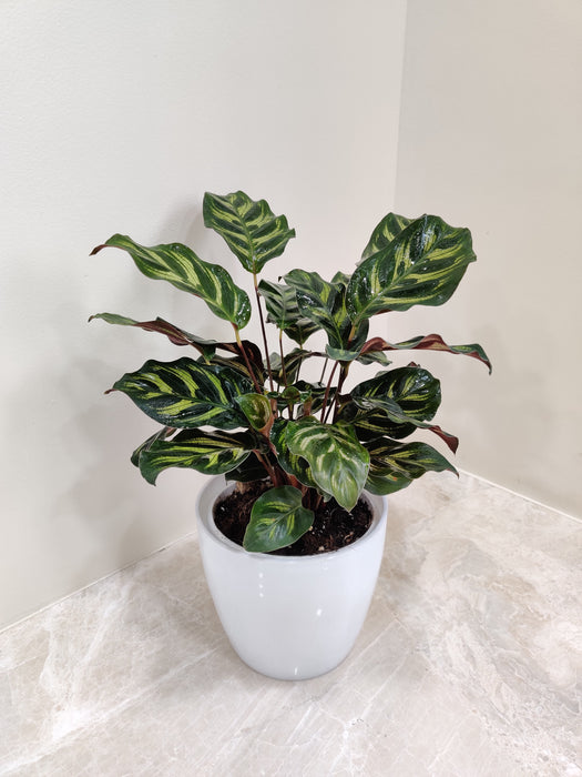 Graceful Calathea Makoyana for home and office decor