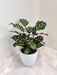 Graceful Calathea Makoyana for home and office decor