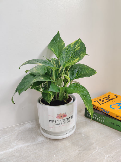 Variegated Money Plant in white ceramic pot