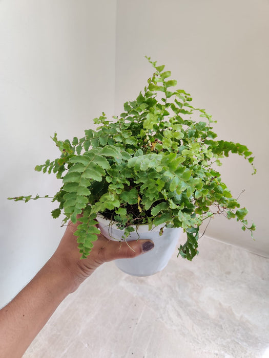 Indoor Ornamental Pom Pom Fern Plant