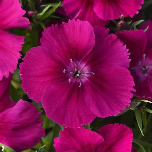 Dianthus Coronet Purple Flower Seeds