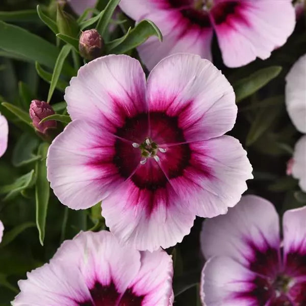 Dianthus Coronet White Purple Eye Flower Seeds