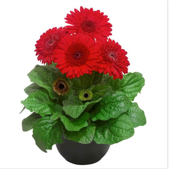 Gerbera Sundayz Maxi Red Flower Seeds