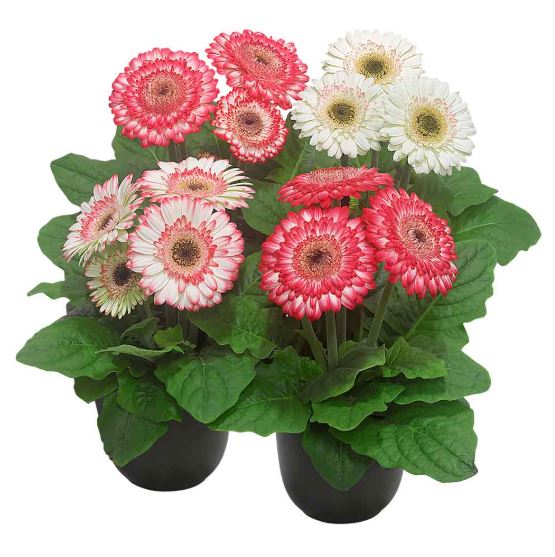 Gerbera Sundayz Midi Berries 'n Cream Flower Seeds