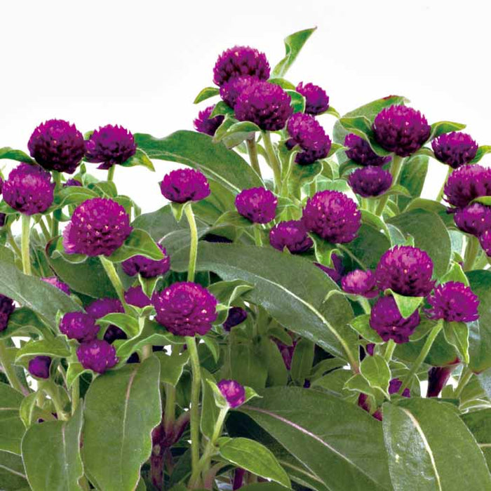 Gomphrena Gnome Purple (Buddy) Flower Seeds